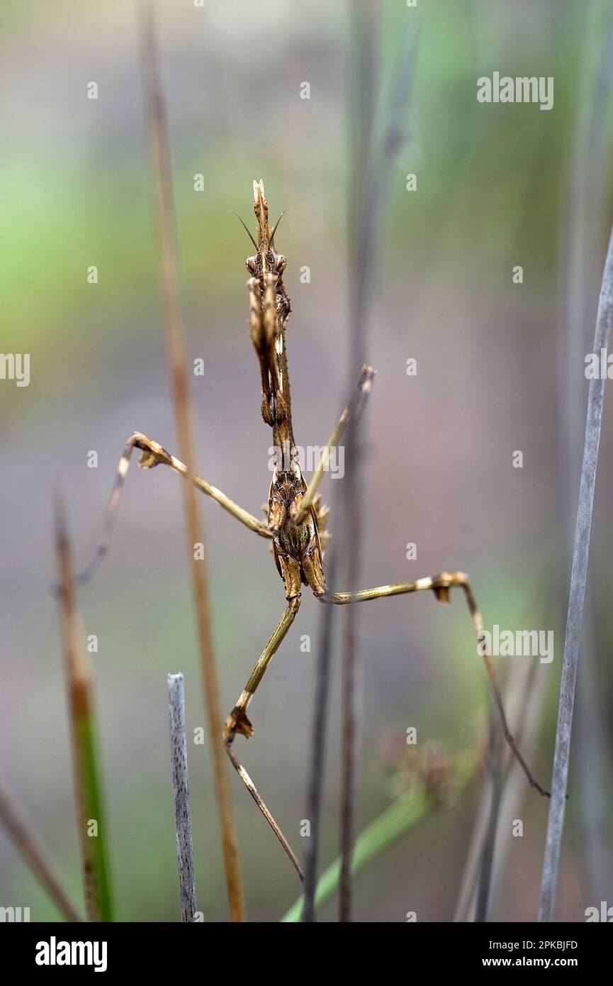 Conehead mantis, Empusa pennata Foto Stock