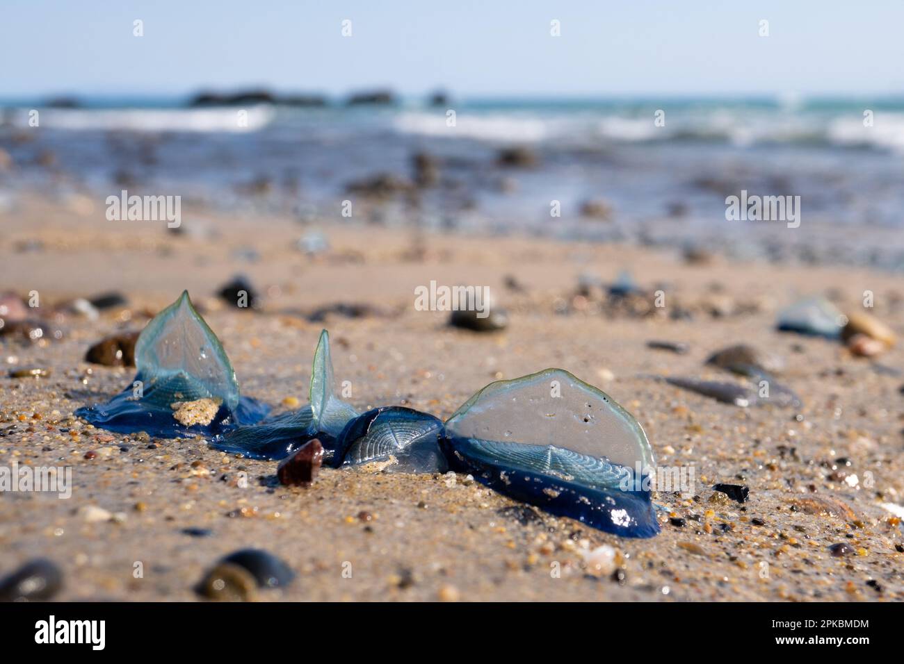 Velella velella, conosciuta anche come navigatori a vento, sulla spiaggia di Malibu, California USA Foto Stock