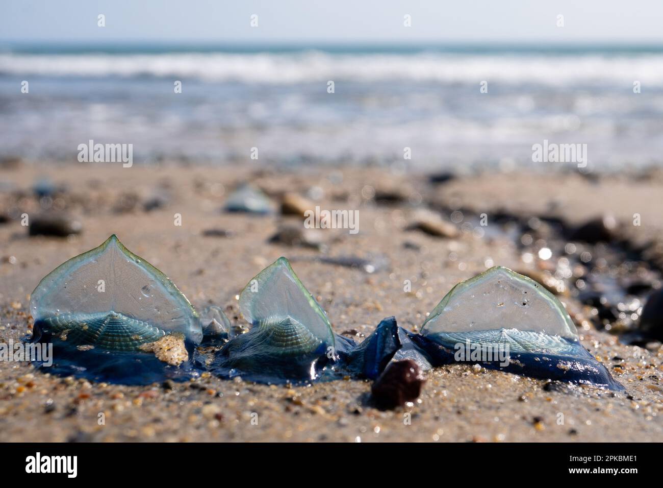 Velella velella, conosciuta anche come navigatori a vento, sulla spiaggia di Malibu, California USA Foto Stock