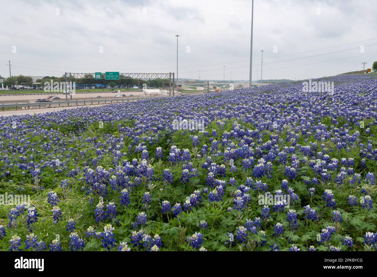 Una grande area stradale di splendidi fiori Bluebonnet che crescono sulla mediana inclinata tra una strada principale e la strada di servizio a Grapevine, Texas, su un cl Foto Stock