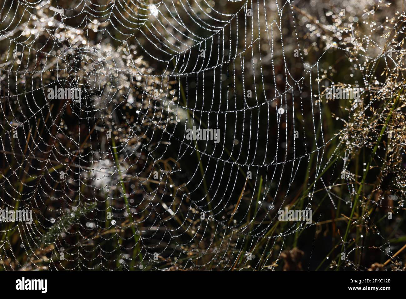 Bellissimo ciottoli con gocce di rugiada sull'erba al mattino Foto Stock