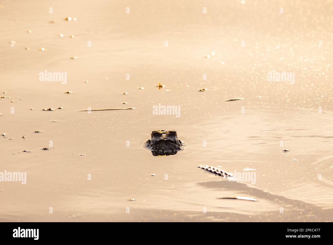 un alligatore sta nuotando nell'acqua verde con l'erbaccia, l'acqua è increspata, si nasconde Foto Stock