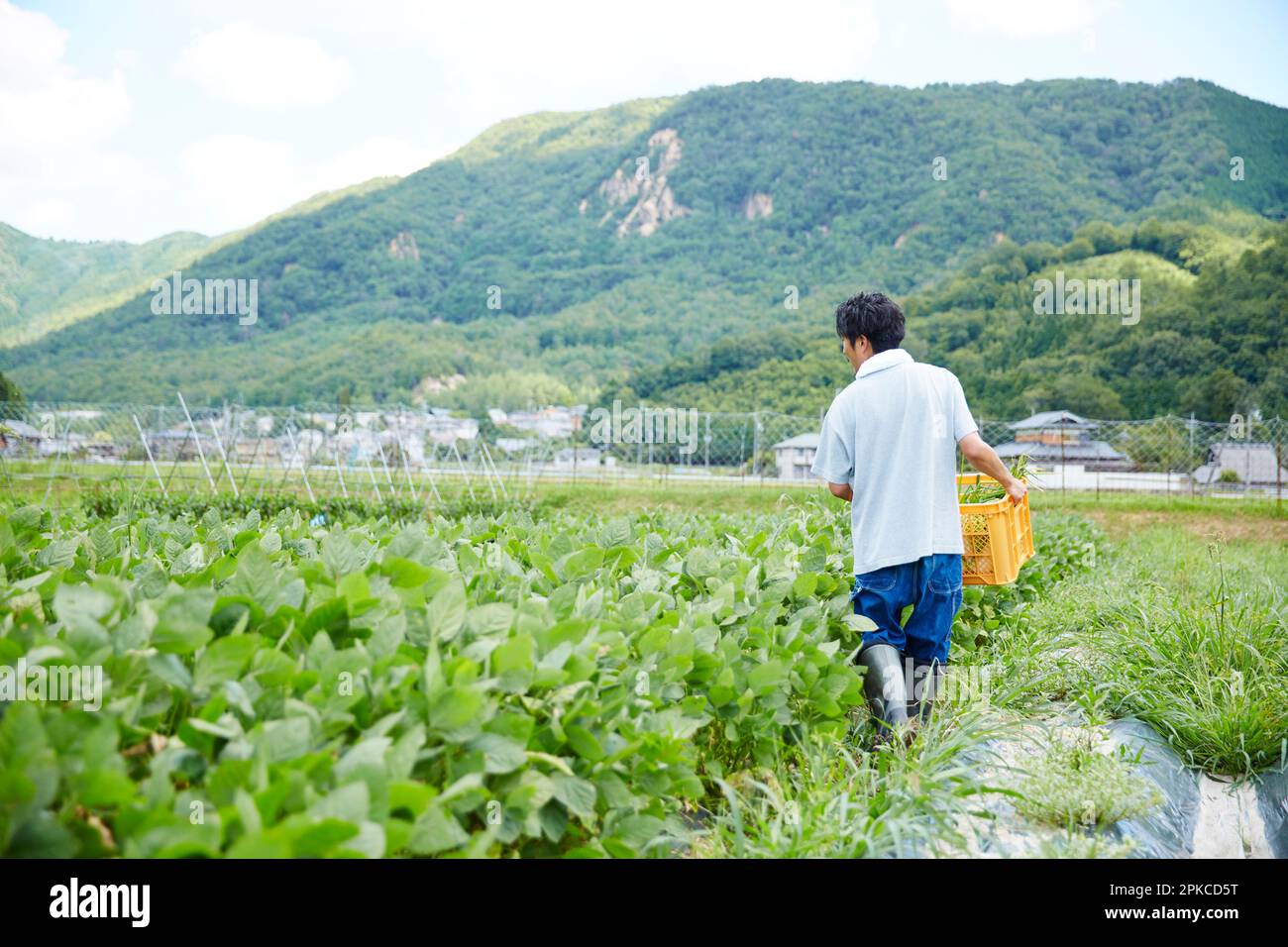 Vista posteriore dell'uomo che cammina nel campo con cestino di verdure Foto Stock