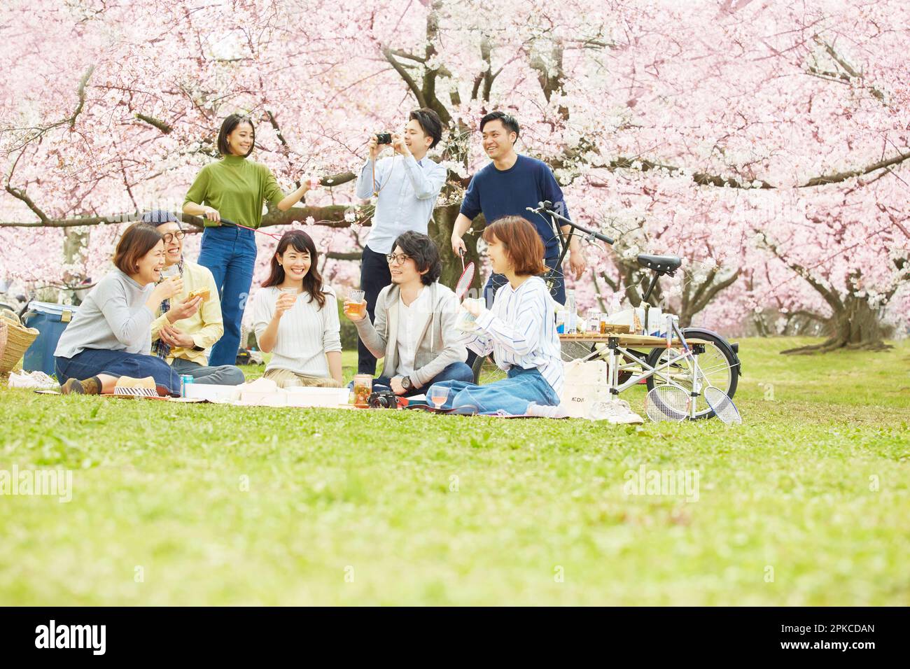 8 uomini e donne che osservano i fiori di ciliegio Foto Stock