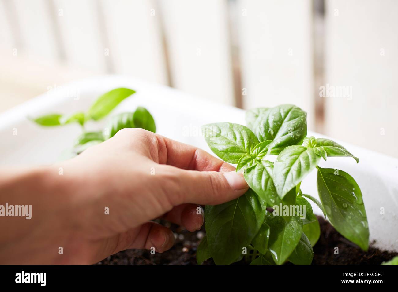 Mano della donna che raccoglie le foglie di basilico in piantatrice Foto Stock