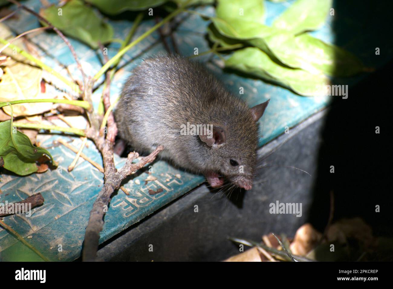 Molti animali vivono allo Zoo di Melbourne, a Victoria, in Australia, ma i ratti Brown (Rattus norvegicus sono un visitatore non gradito! Cibo libero li attira. Foto Stock