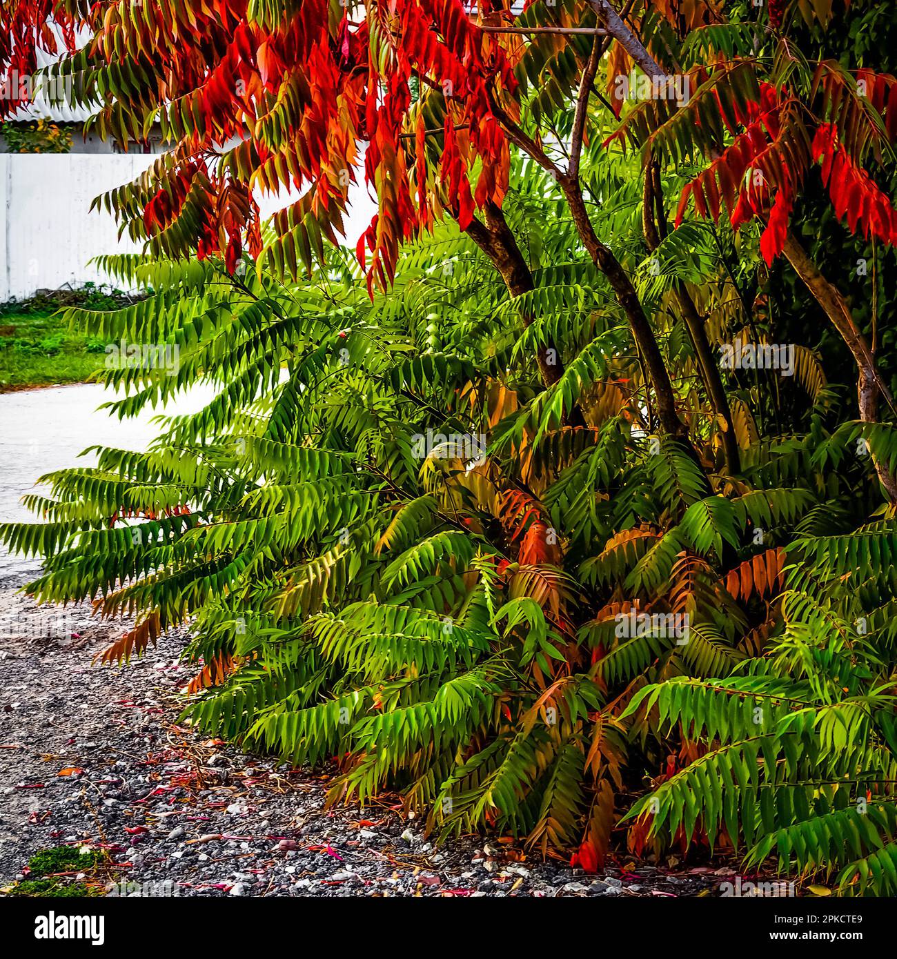 Foglie colorate e luminose su cespugli e alberi in autunno. Foto Stock