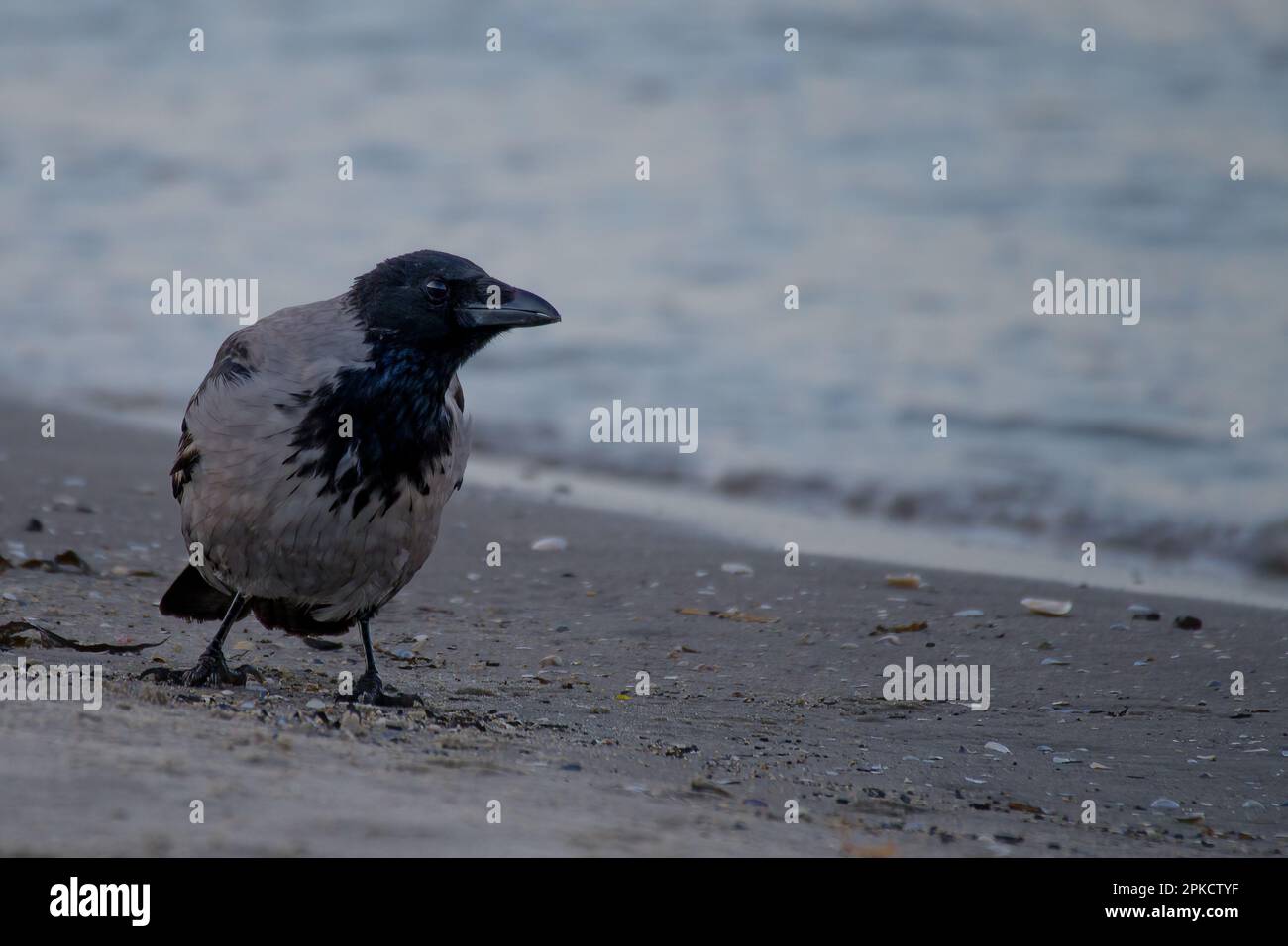 Primo piano di un corvo incappucciato sulla riva del Mar Baltico Foto Stock