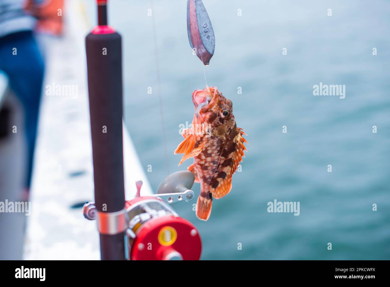 Pesce scorfano catturato Foto Stock
