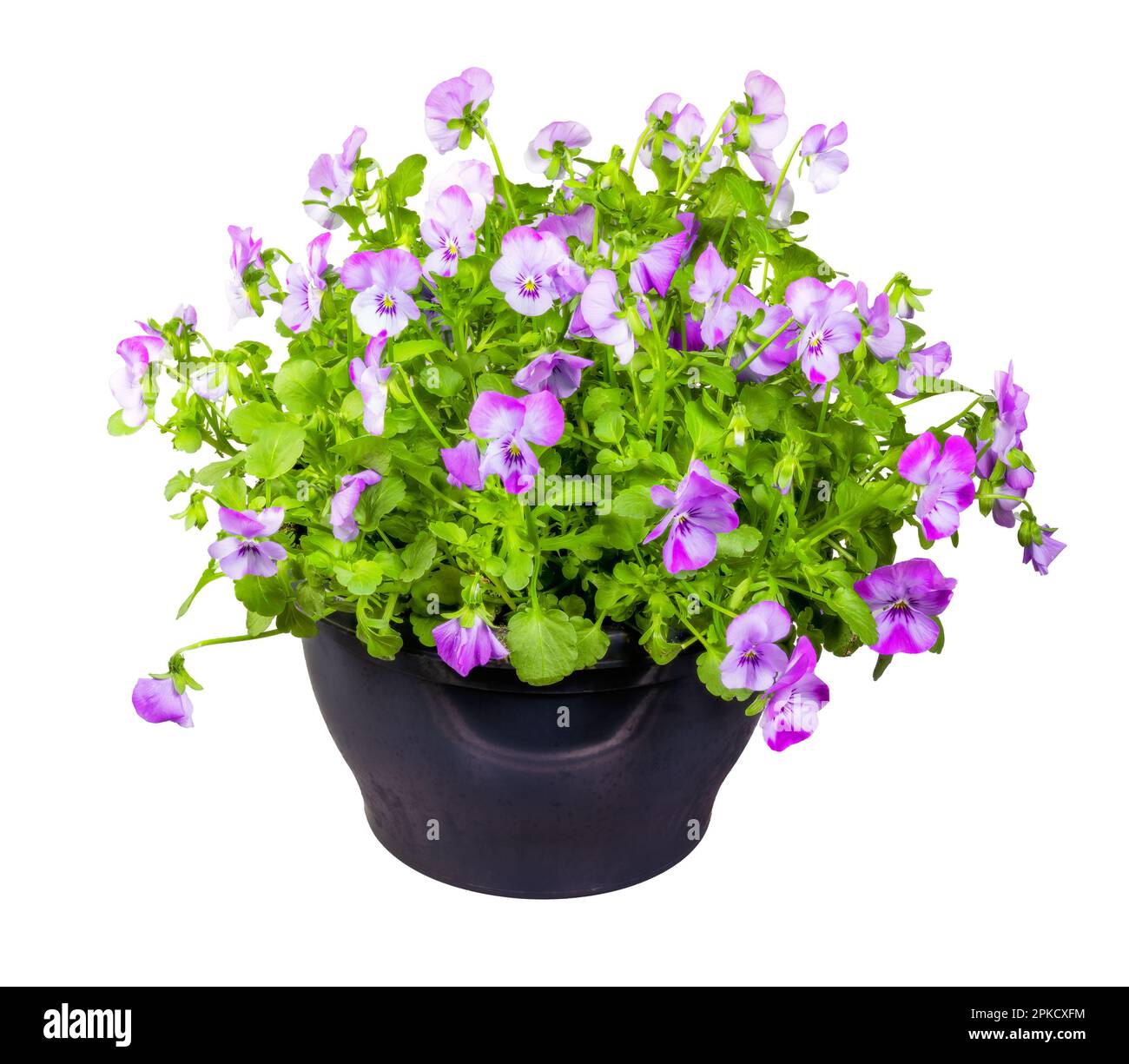 Primo piano di fiori isolati viola potetto Foto Stock