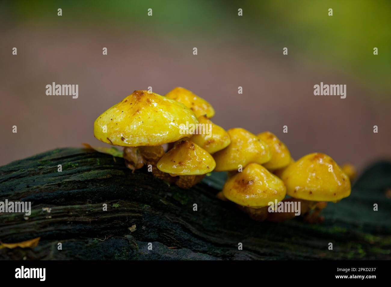 I funghi in autunno Foto Stock