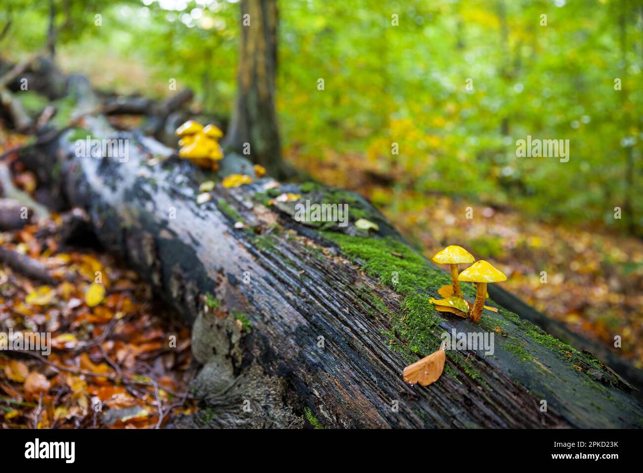 I funghi in autunno Foto Stock