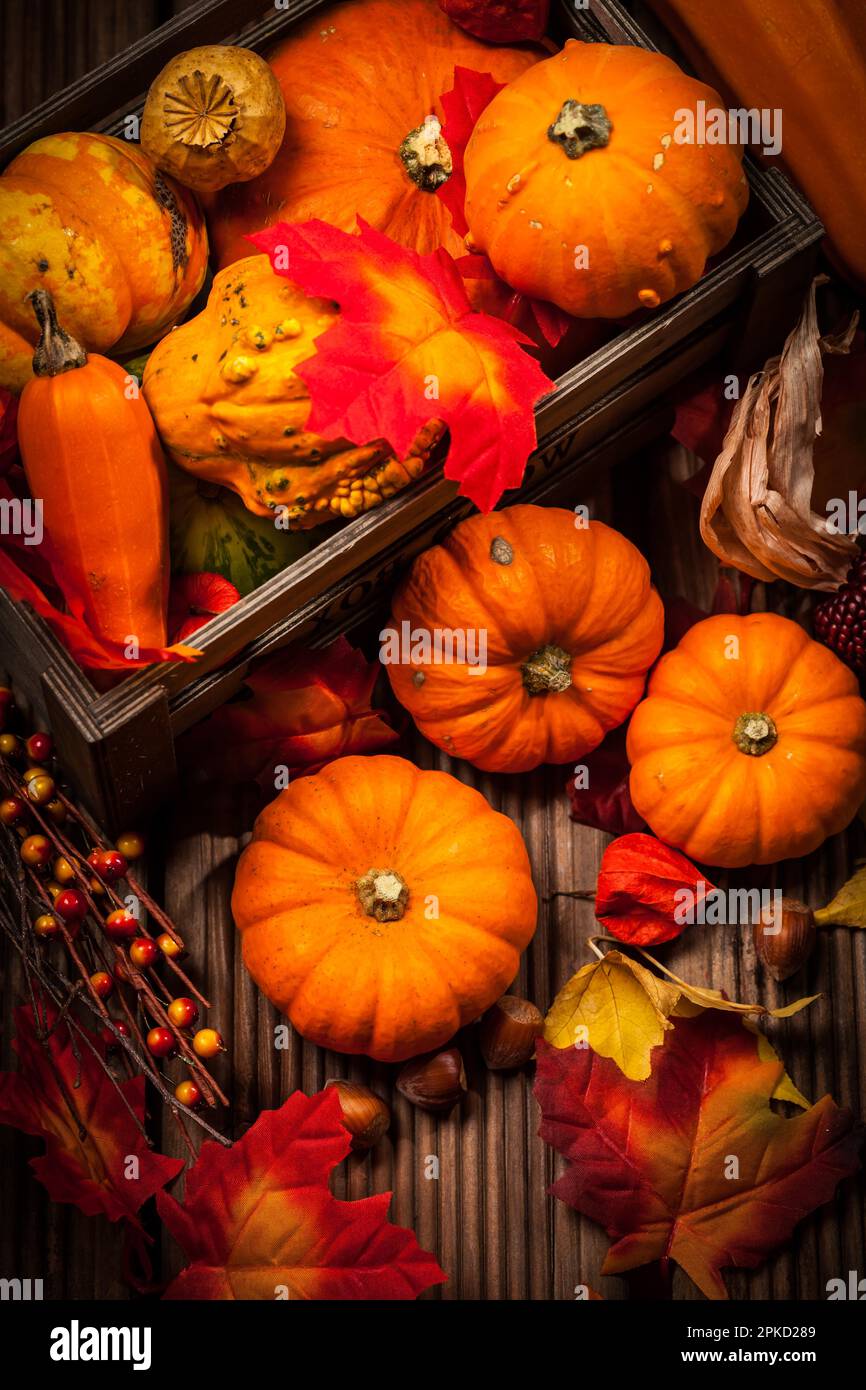 Autunno ancora vita con zucche per il giorno del Ringraziamento e Halloween Foto Stock
