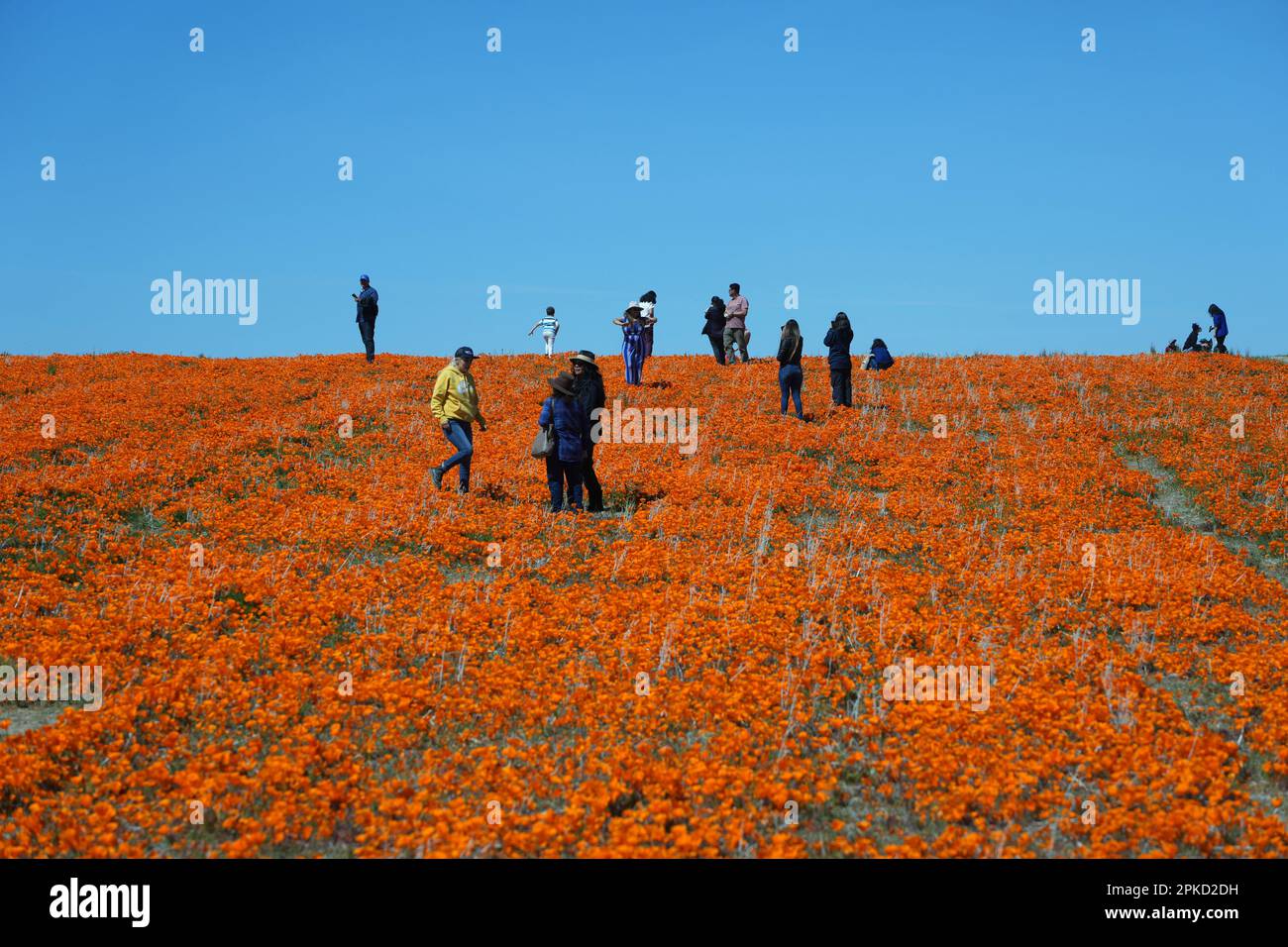 Fiori fioriscono vicino all'Antelope Valley California Poppy Reserve State Park, giovedì 6 marzo 2023, a Lancaster, California Foto Stock