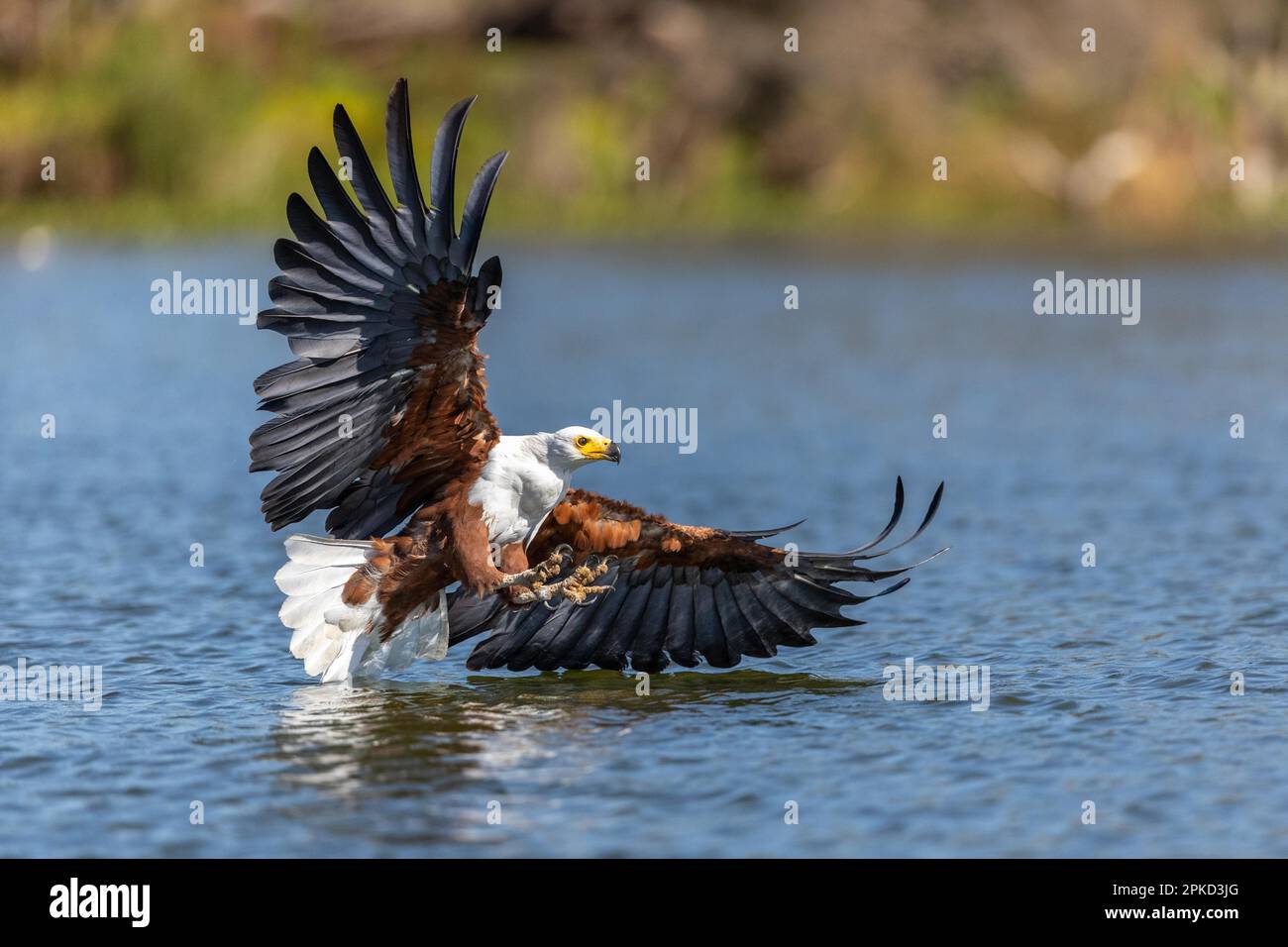 Aquila di pesce africana (vocifer di Haliaeetus), pesca, lago, lago Naivasha, Kenya Foto Stock