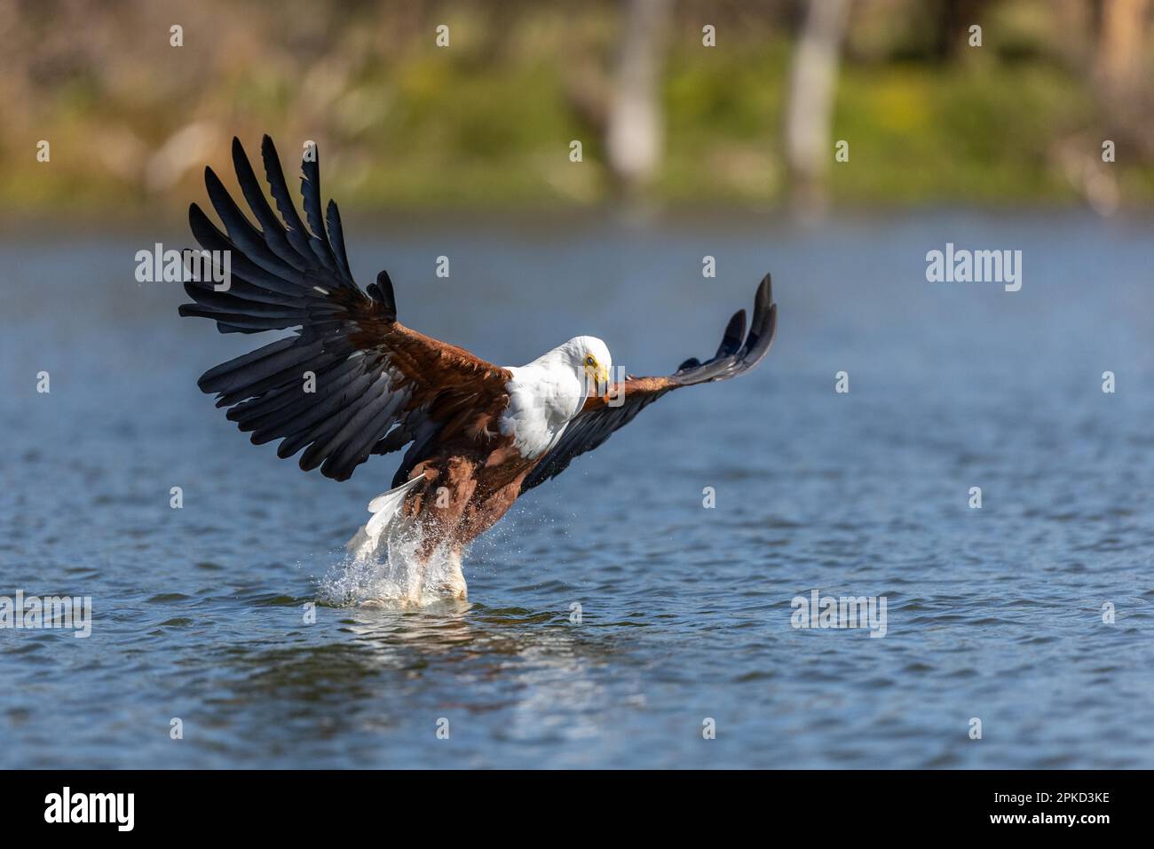 Aquila di pesce africana (vocifer di Haliaeetus), pesca, lago, lago Naivasha, Kenya Foto Stock