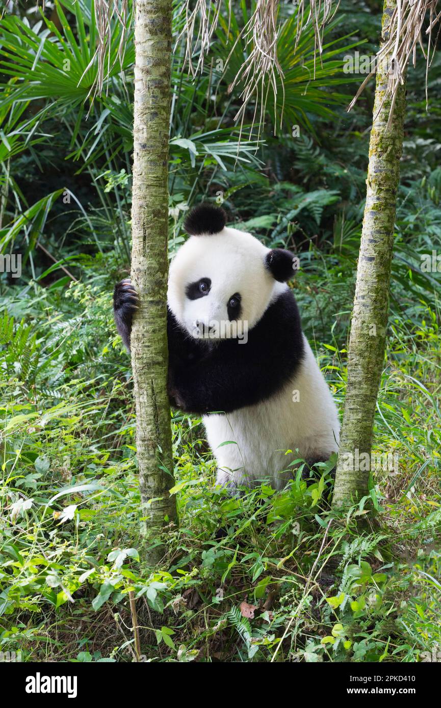 Giovane gigante di due anni Panda, China Conservation and Research Centre for the Giant Pandas (Ailuropoda melanoleuca), Chengdu, Sichuan, Cina Foto Stock