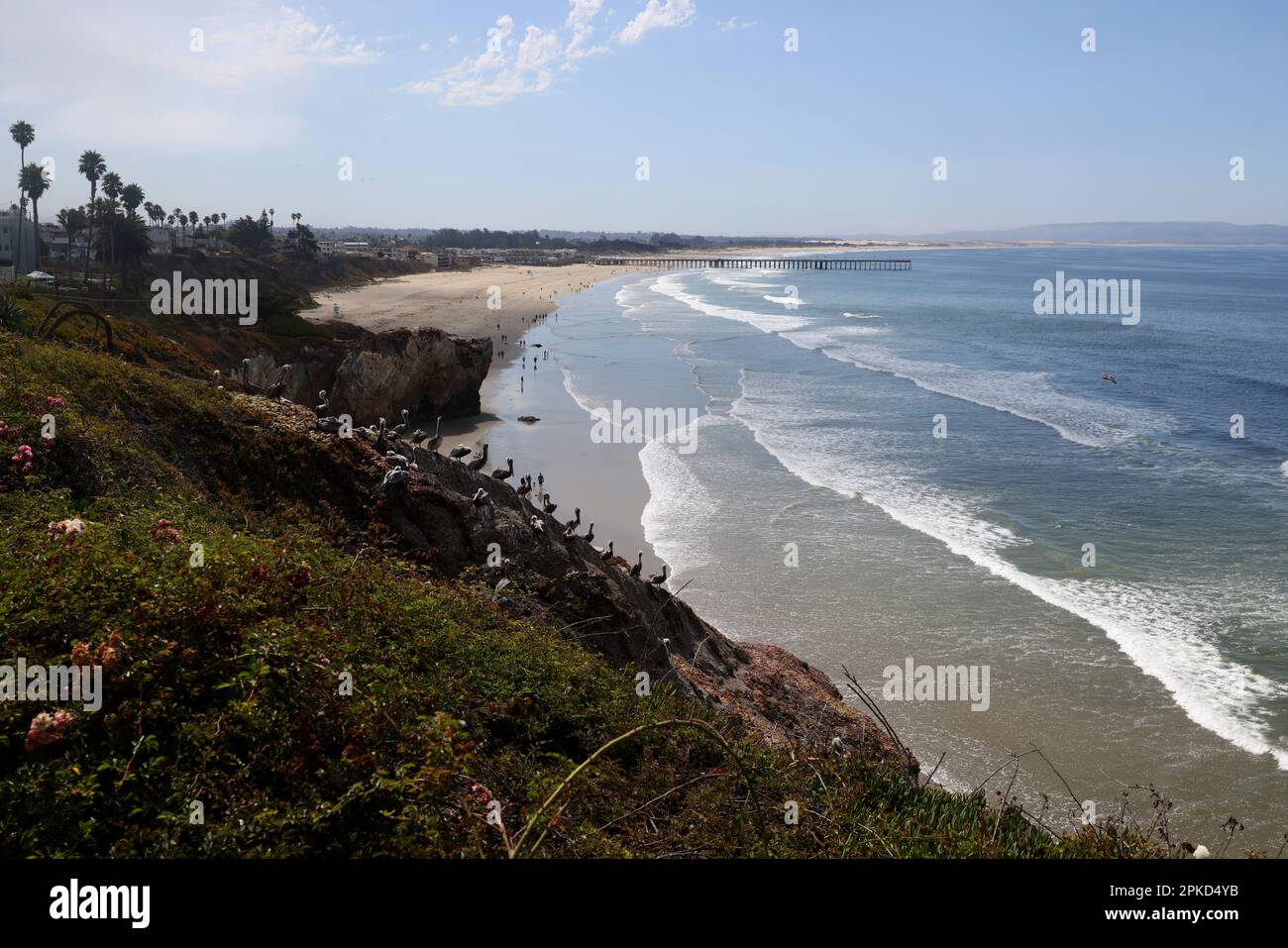 Vista degli uccelli pelicani della California Brown a Pismo Beach, California, Stati Uniti. Foto Stock