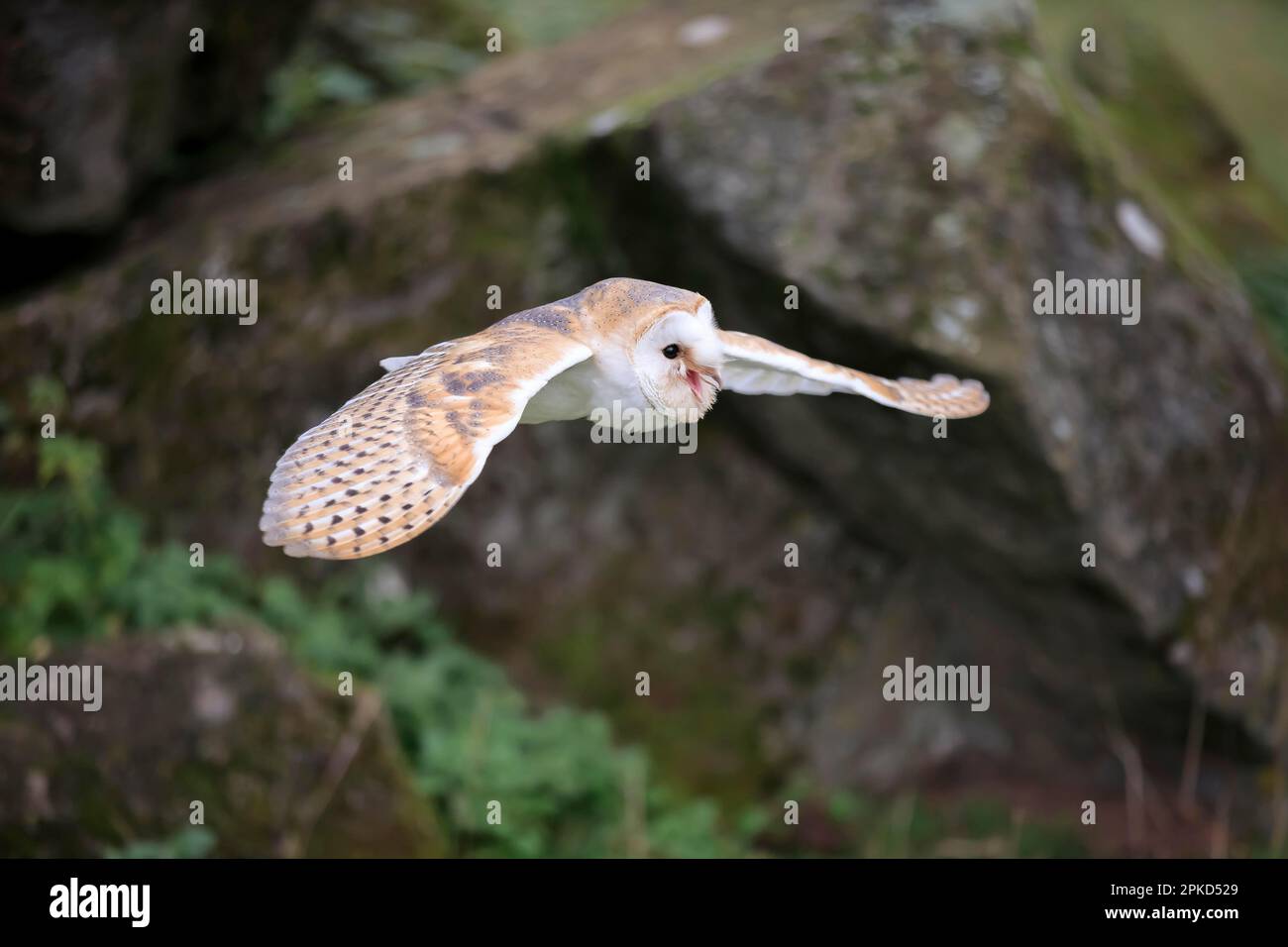 Fienile Owl (Tyto alba), adulto, Kasselburg, Eifel, Germania, Europa Foto Stock