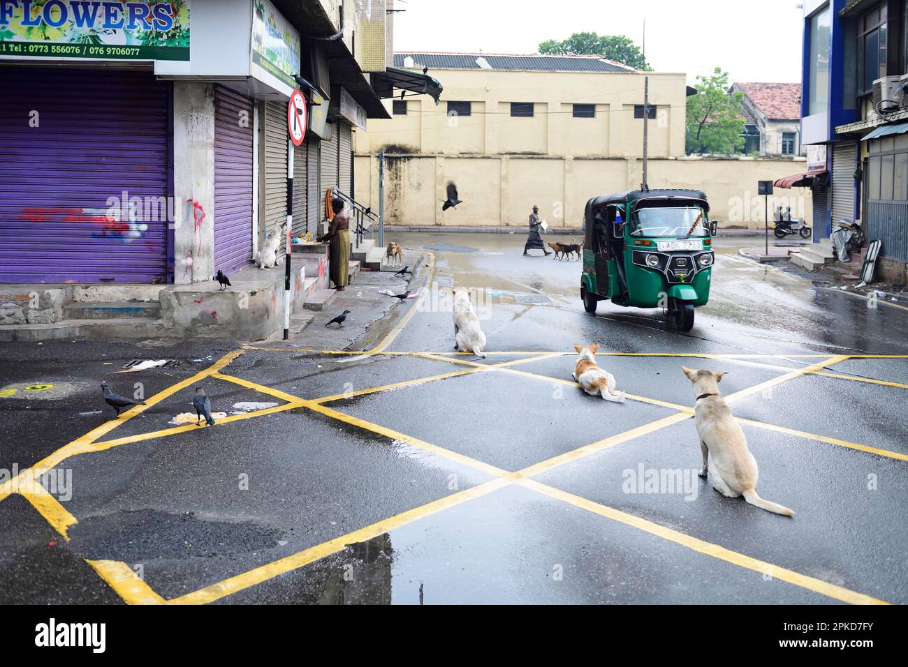 TukTuk e cani randagi a Colombo, Sri Lanka Foto Stock