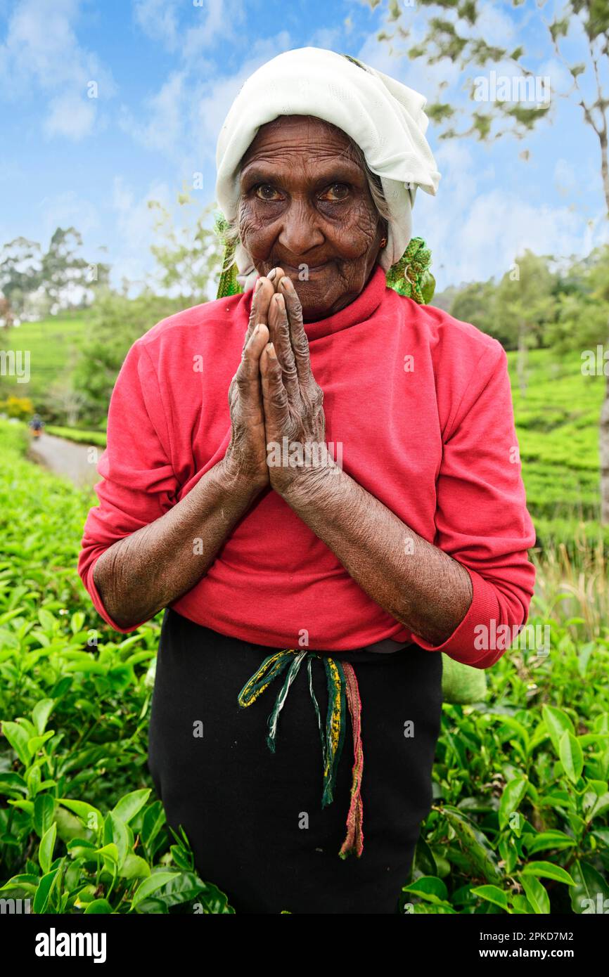 Vecchio raccoglitrice di tè con le mani piegate in saluta, Dambatenne Tea Garden, Haputale, Sri Lanka Foto Stock