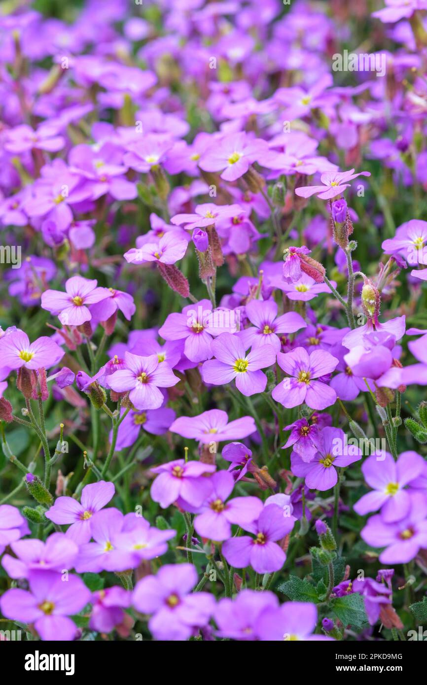 Aubrieta Lavanda Gem, Aubrieta, Rock Cress, racemi corti di fiori a 4 petali nelle sfumature di rosa e viola Foto Stock