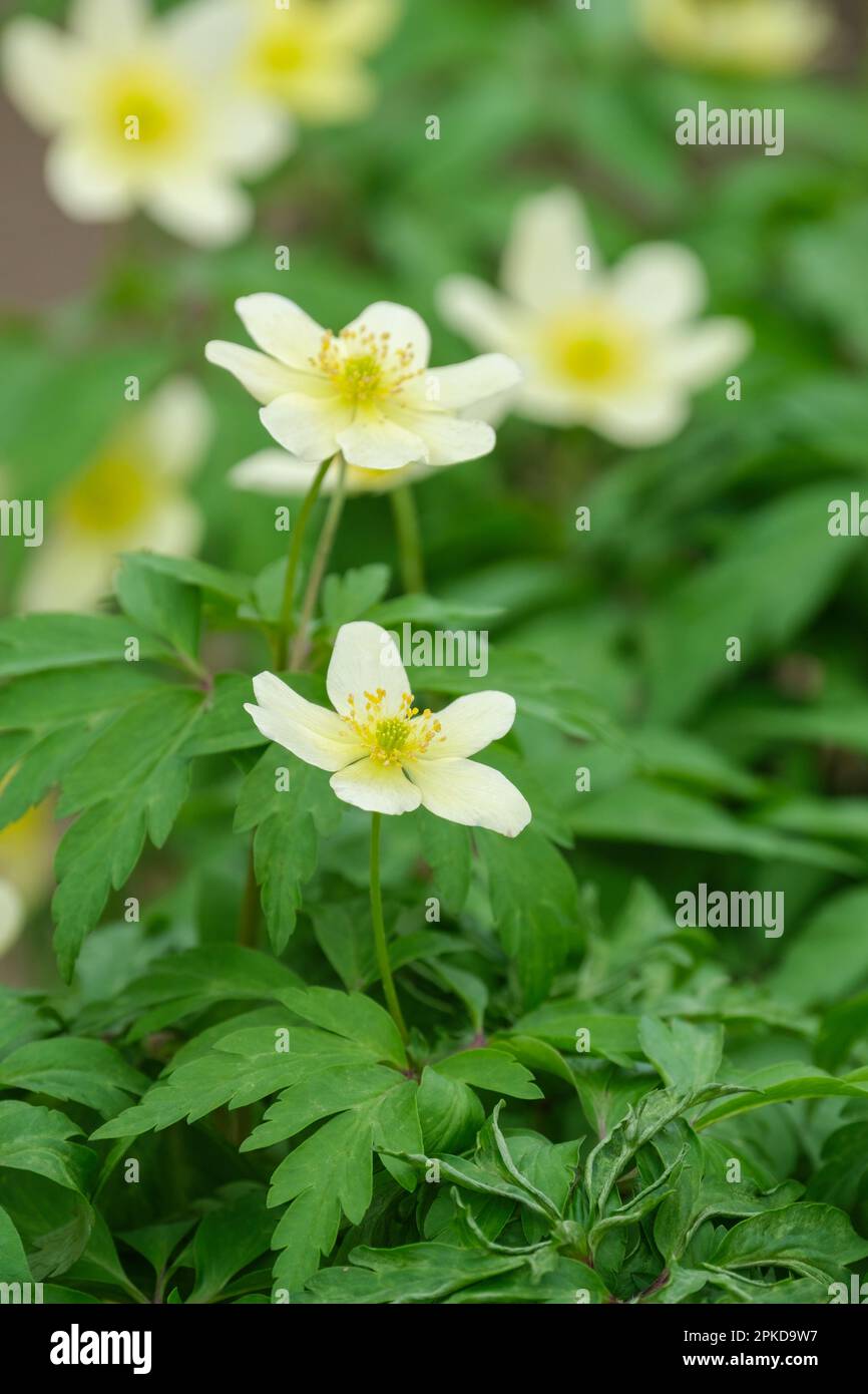 Anemonoides nemorosa, anemone in legno, fiore del vento, fiori perenni, bianchi con spiccate stampini Foto Stock