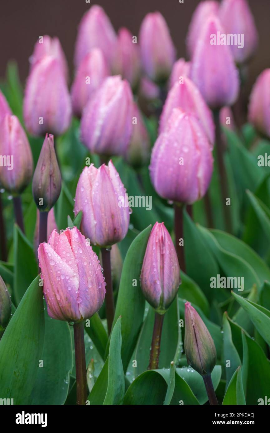 Tulip Light and DREamy, tulipa Light and DREamy, Darwin Hybrid, pink flamed mauve-purple che si affievolisce fino a quasi bianco ai bordi Foto Stock