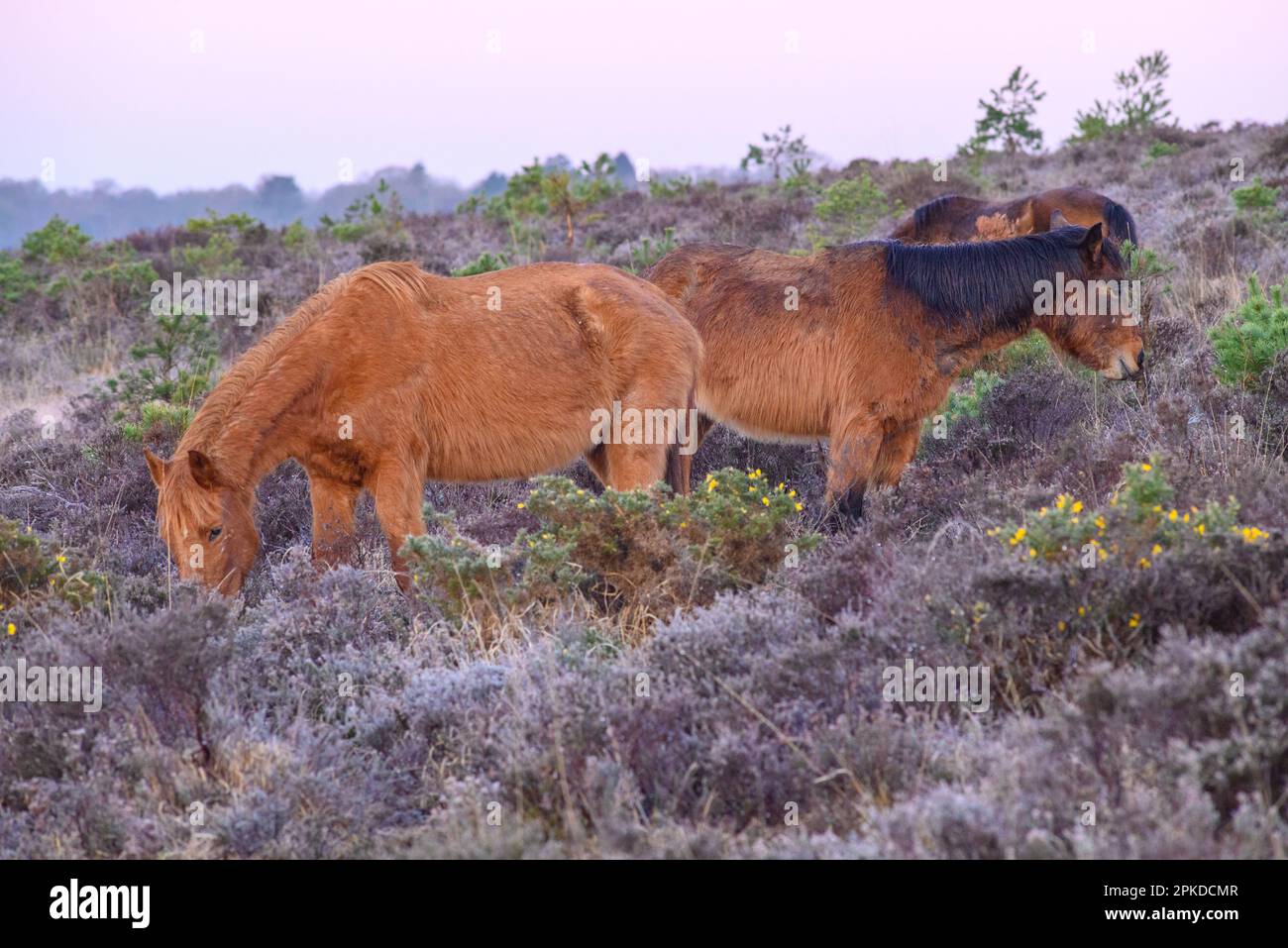 Hampton Ridge, Frogham, New Forest, Hampshire, Regno Unito, 7th aprile 2023, Meteo: Il fine settimana di Pasqua inizia con un fresco Venerdì mattina e un tocco di gelo. I pony della Foresta nuova pascolano all'alba. Credit: Paul Biggins/Alamy Live News Foto Stock