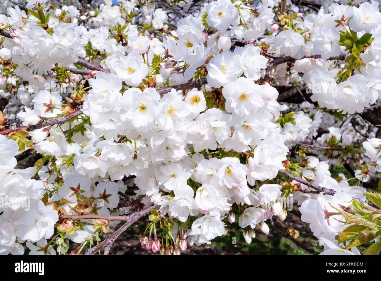 Parigi, Francia, la ciliegia fiorisce con un cielo blu in primavera Foto Stock