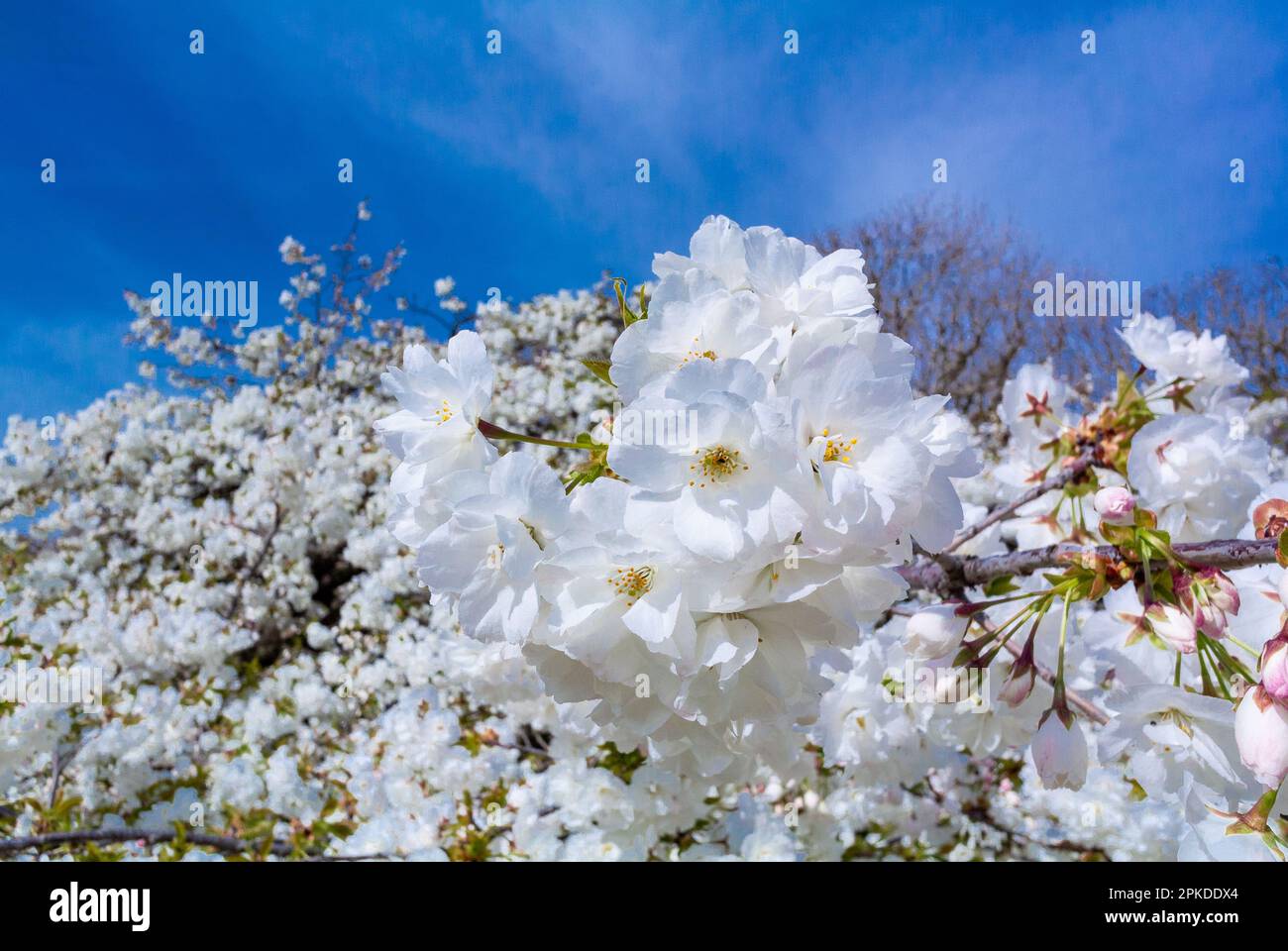 Parigi, Francia, la ciliegia fiorisce con un cielo blu in primavera Foto Stock
