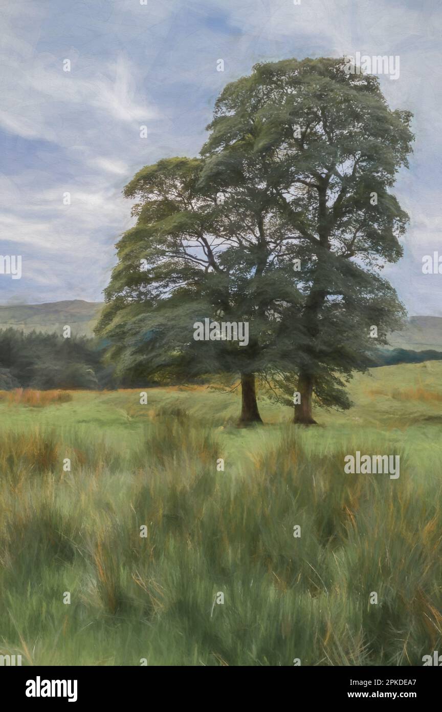 Pittura digitale di due alberi di Sycamore che crescono nei campi paludosi del Parco Nazionale del Peak District. Foto Stock