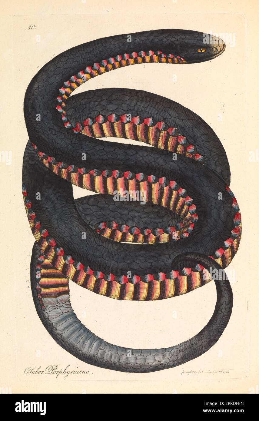 Serpente a faccia di Crimson, porfiriaco di Coluber 1794 di James Sowerby Foto Stock