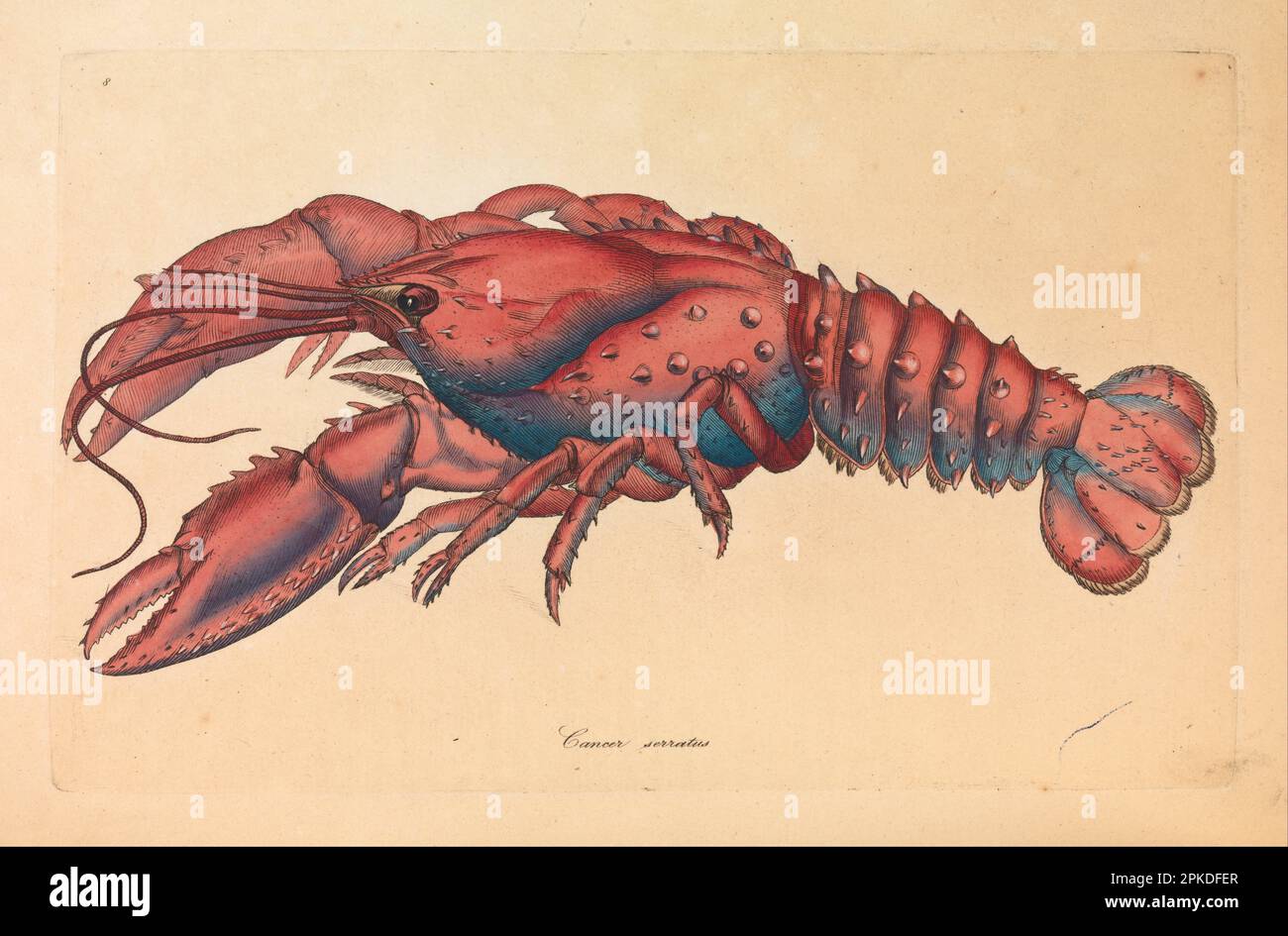Serrated Lobster, Cancer Serratus 1793 di James Sowerby Foto Stock