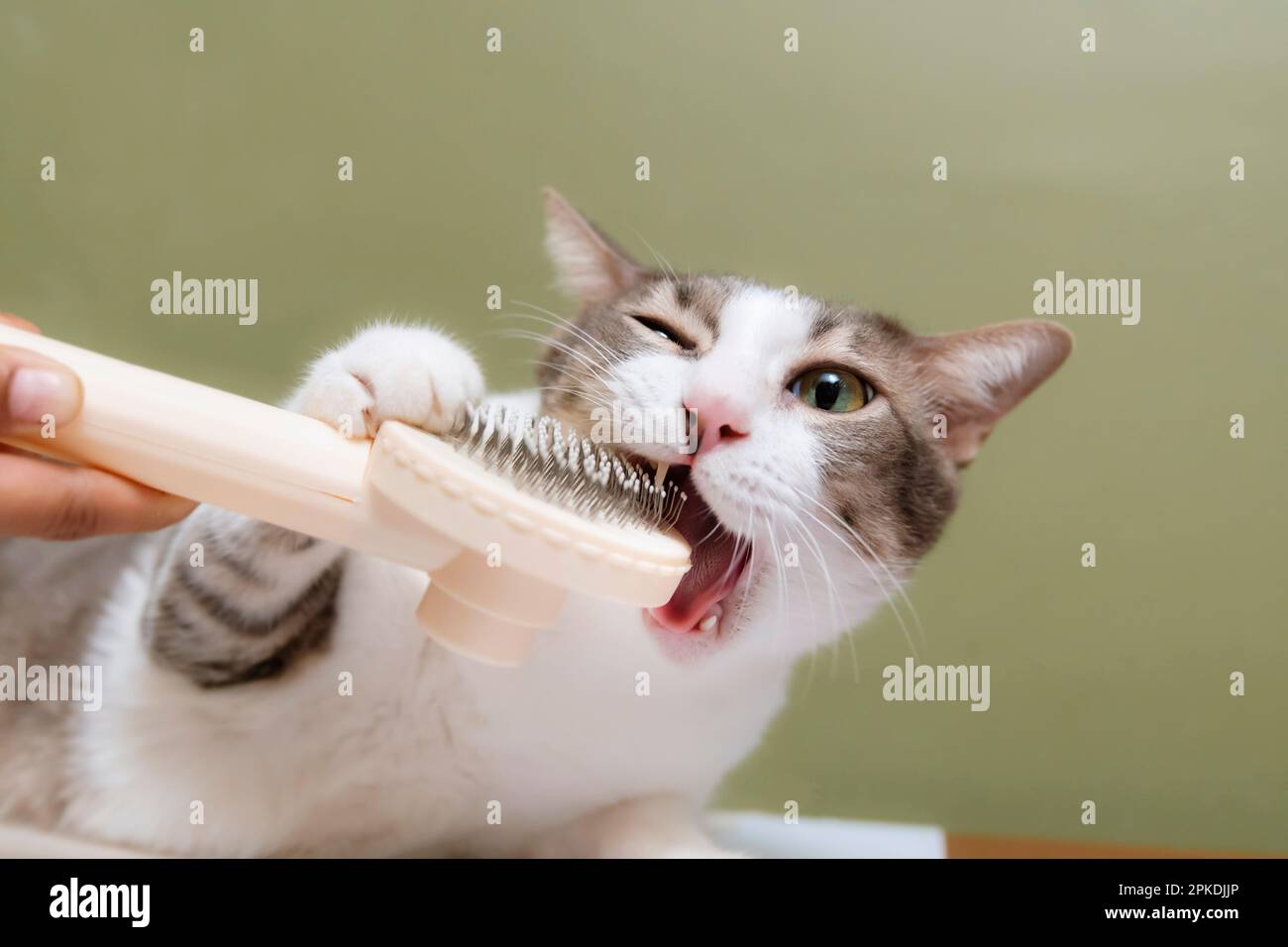 Un gatto tabby mordente un pennello per capelli. Cura dei capelli in casa, pettine per la rimozione dei capelli. Foto Stock