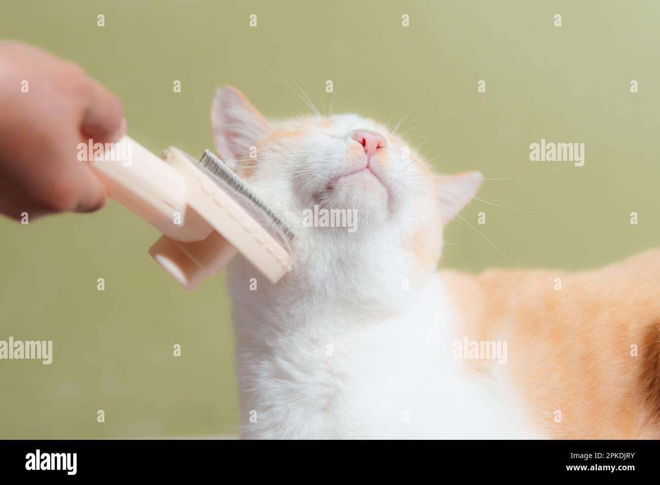 Pet hair removal immagini e fotografie stock ad alta risoluzione - Alamy