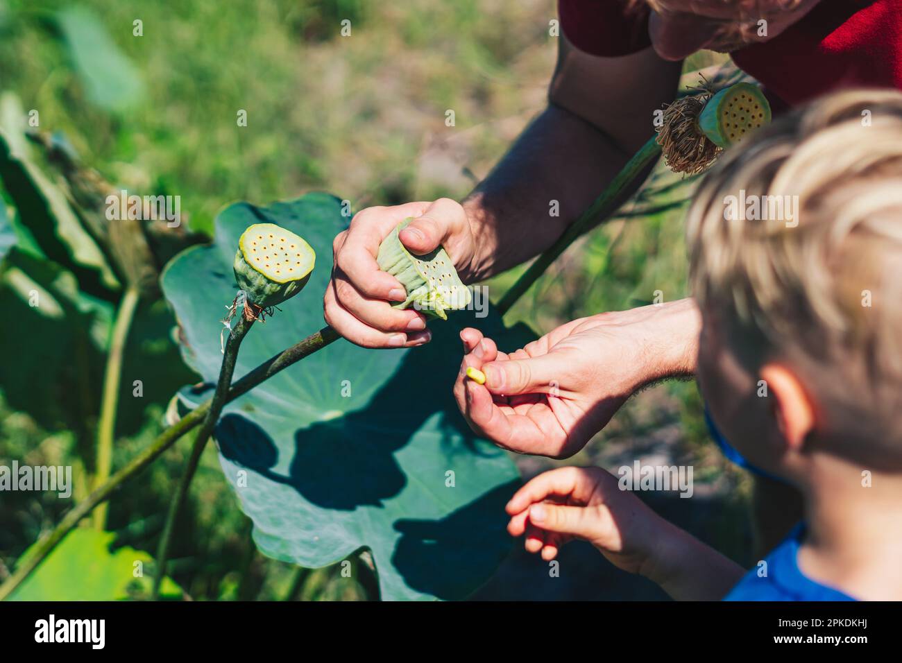 Un uomo e un bambino stanno tenendo un fiore di loto. botanica studio della natura il mondo intorno a noi Foto Stock