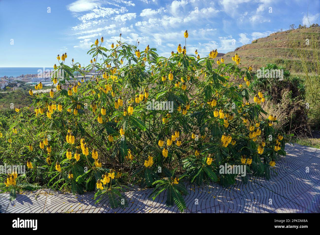 Cespuglio di candela (Senna didymobotrya), fioritura, nativo dell'Africa, Andalusia, Costa del Sol, Spagna, Europa Foto Stock