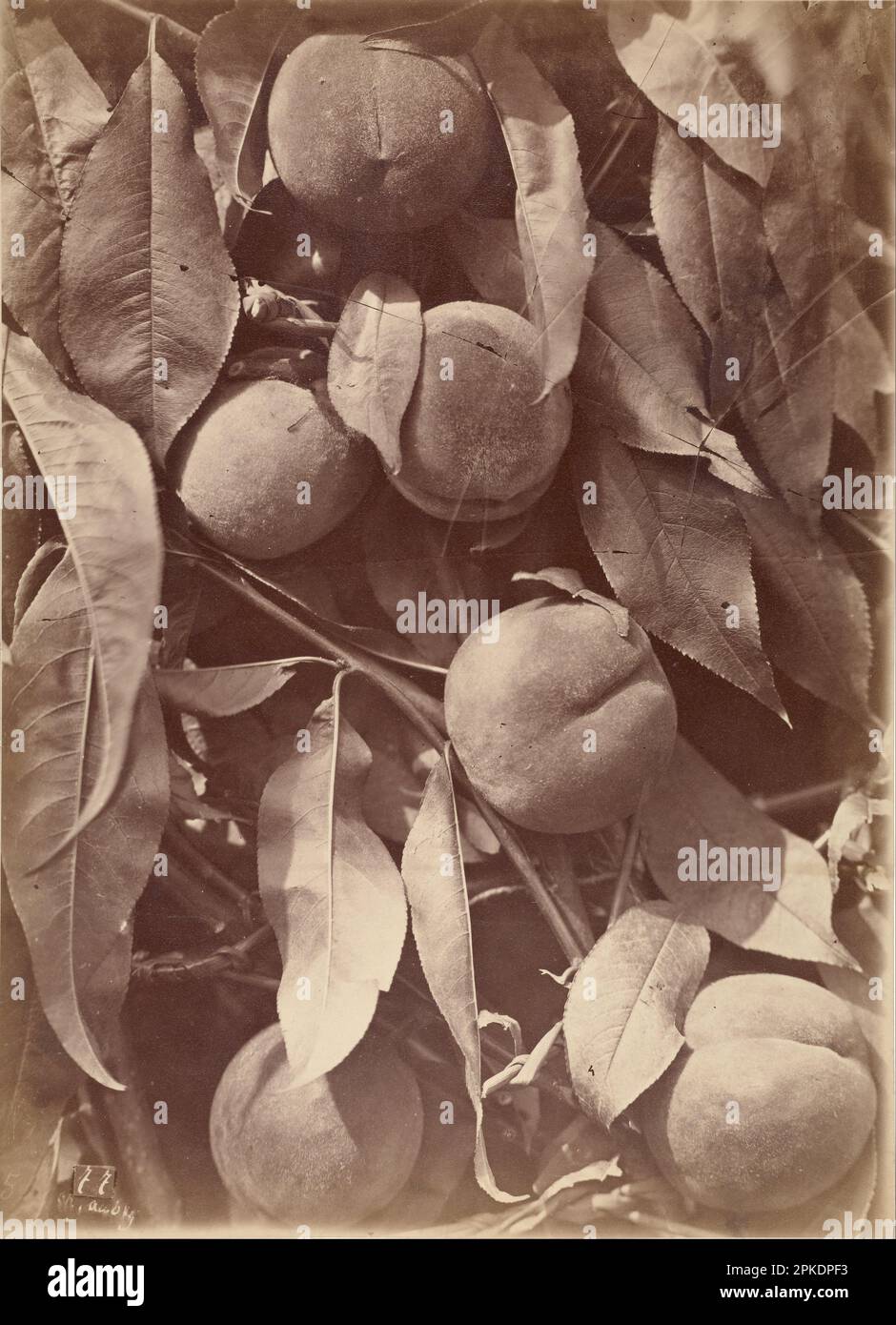 Pesche] 1860 - 1869 di Charles Aubry Foto Stock