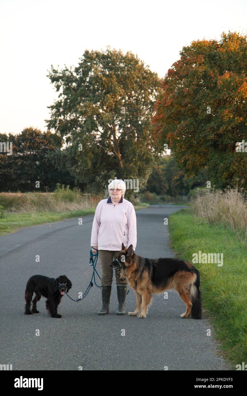 Cani in una passeggiata in campagna nelle Cotswolds Foto Stock