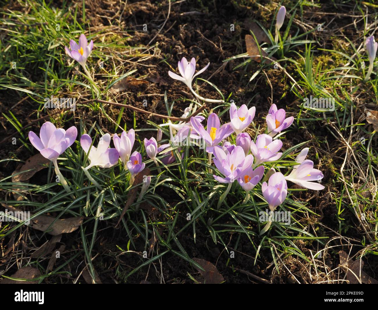 Ammasso di fiori di croco dappati alla luce del sole, annunciano l'avvento della primavera e simboleggiano la Pasqua. Somerset, febbraio 2023. Foto Stock