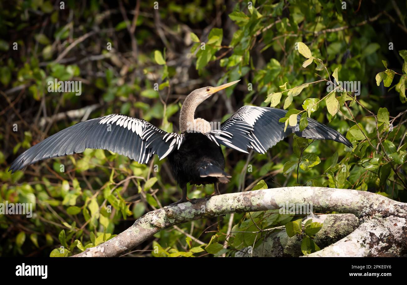 Primo piano di Anhinga arroccato su un albero con ali e coda spalmata a secco, Pantanal, Brasile. Foto Stock