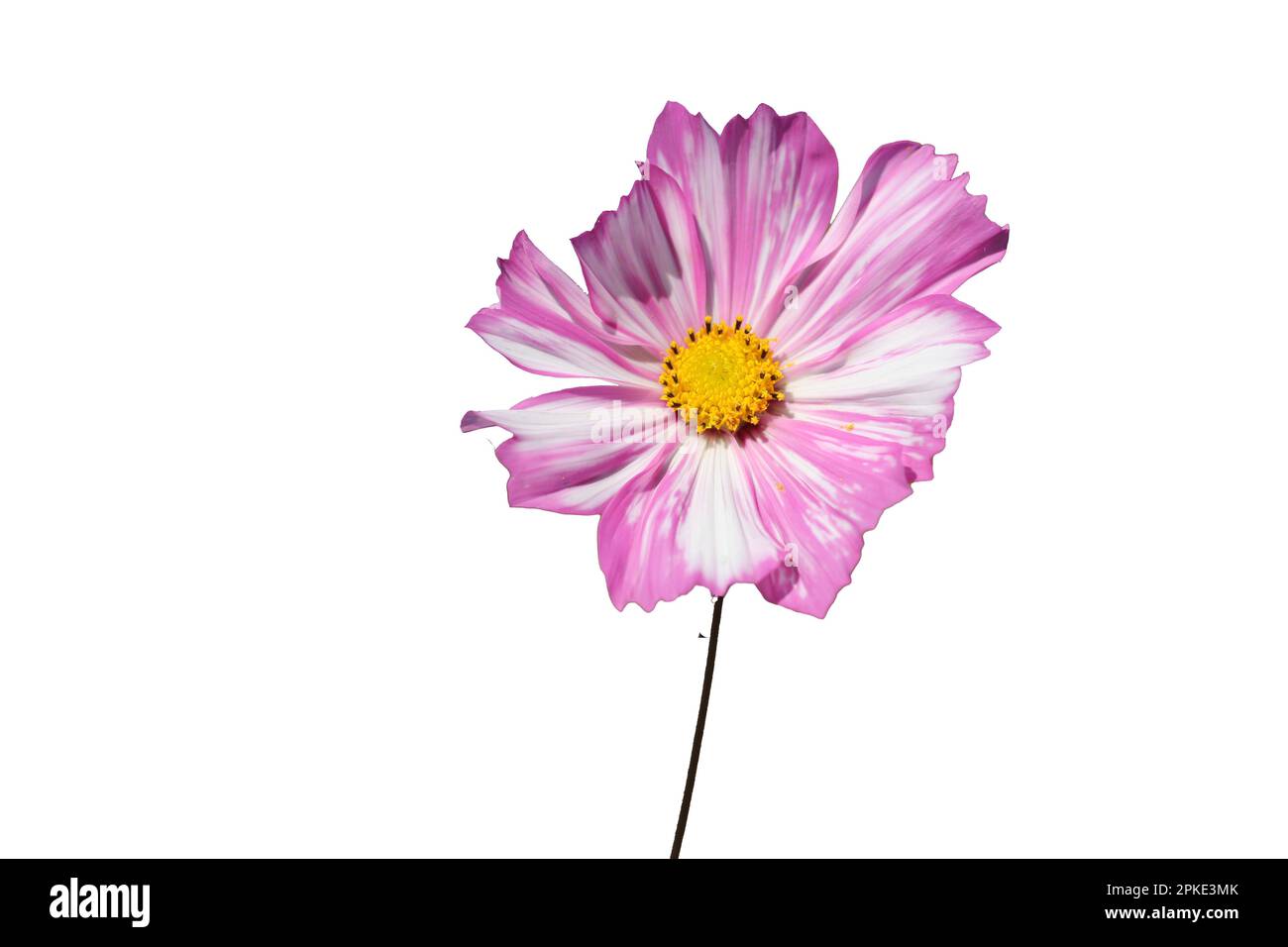 Isolato contro il bianco: COSMOS Cosmea blossom, biclodored rosa e bianco. Foto Stock