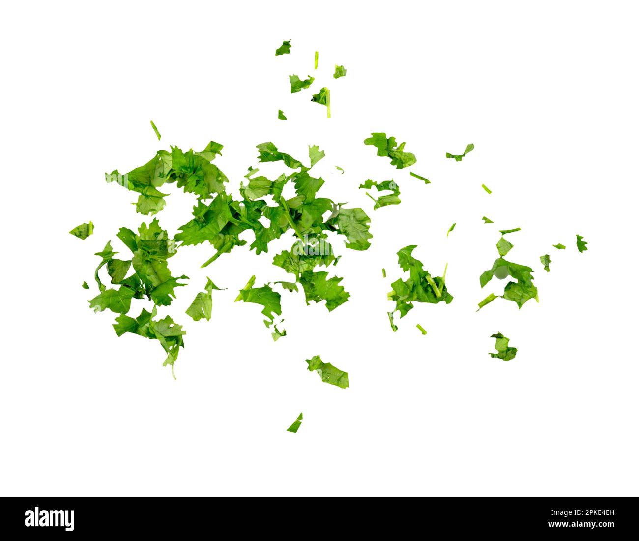 Foglie di coriandolo tritate come condimento verde che vola, cadendo isolato su sfondo bianco, percorso di ritaglio Foto Stock