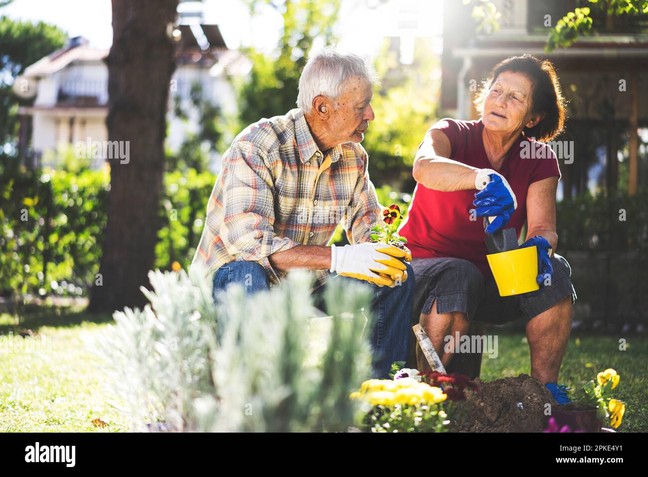 Coppia senior giardinaggio, vaso di fiori in un giorno di primavera soleggiato Foto Stock