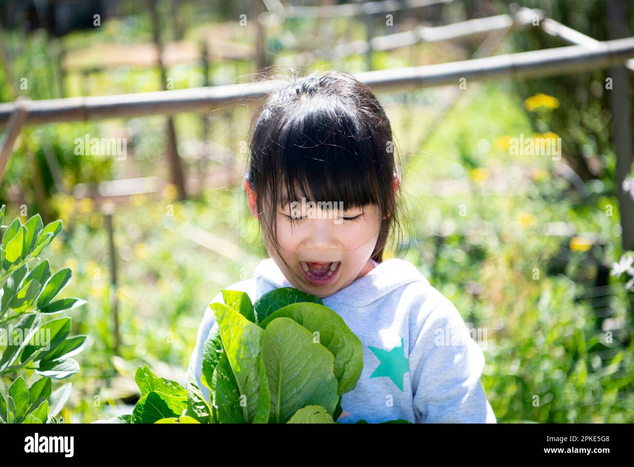 Ragazza che tiene la lattuga raccolta Foto Stock