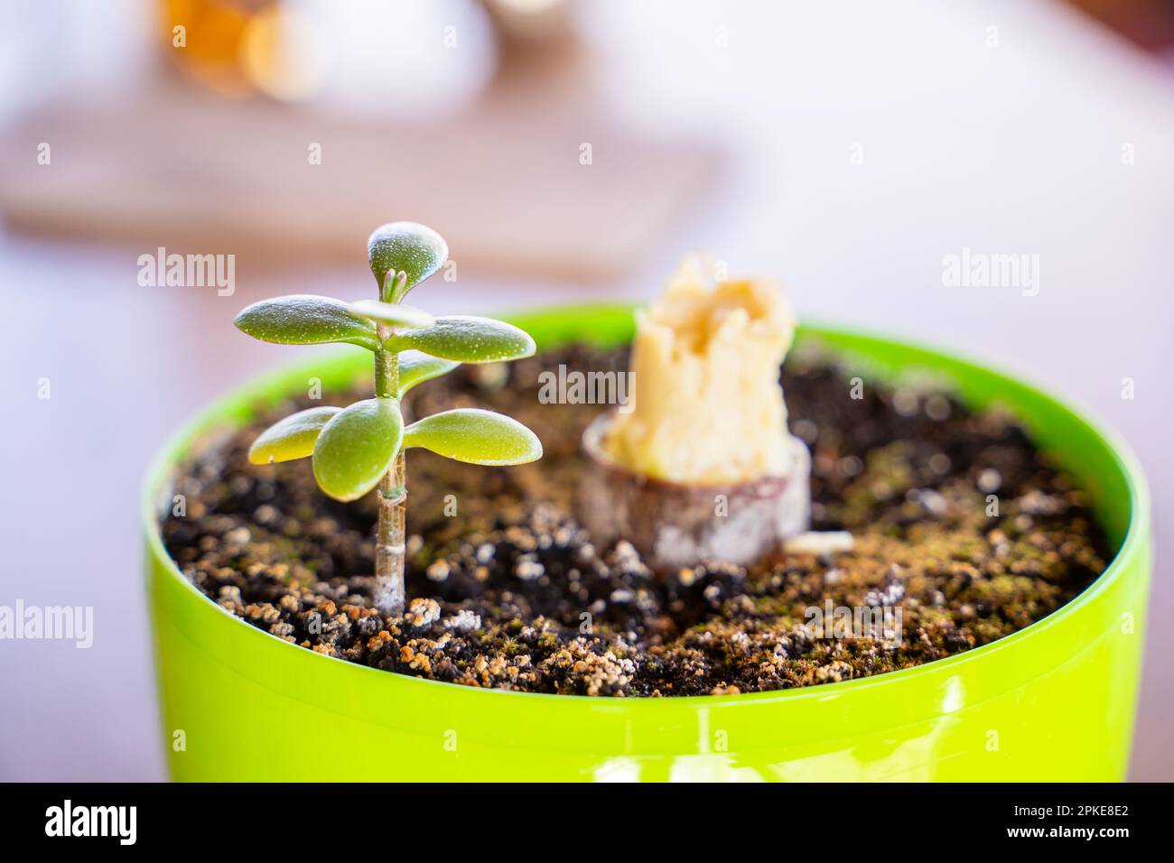 Una nuova giovane piantina di Crassula in una pentola sullo sfondo di una vecchia pianta rotta. Cura impropria di piante indoor. Overflow di crassula ovoide wit Foto Stock