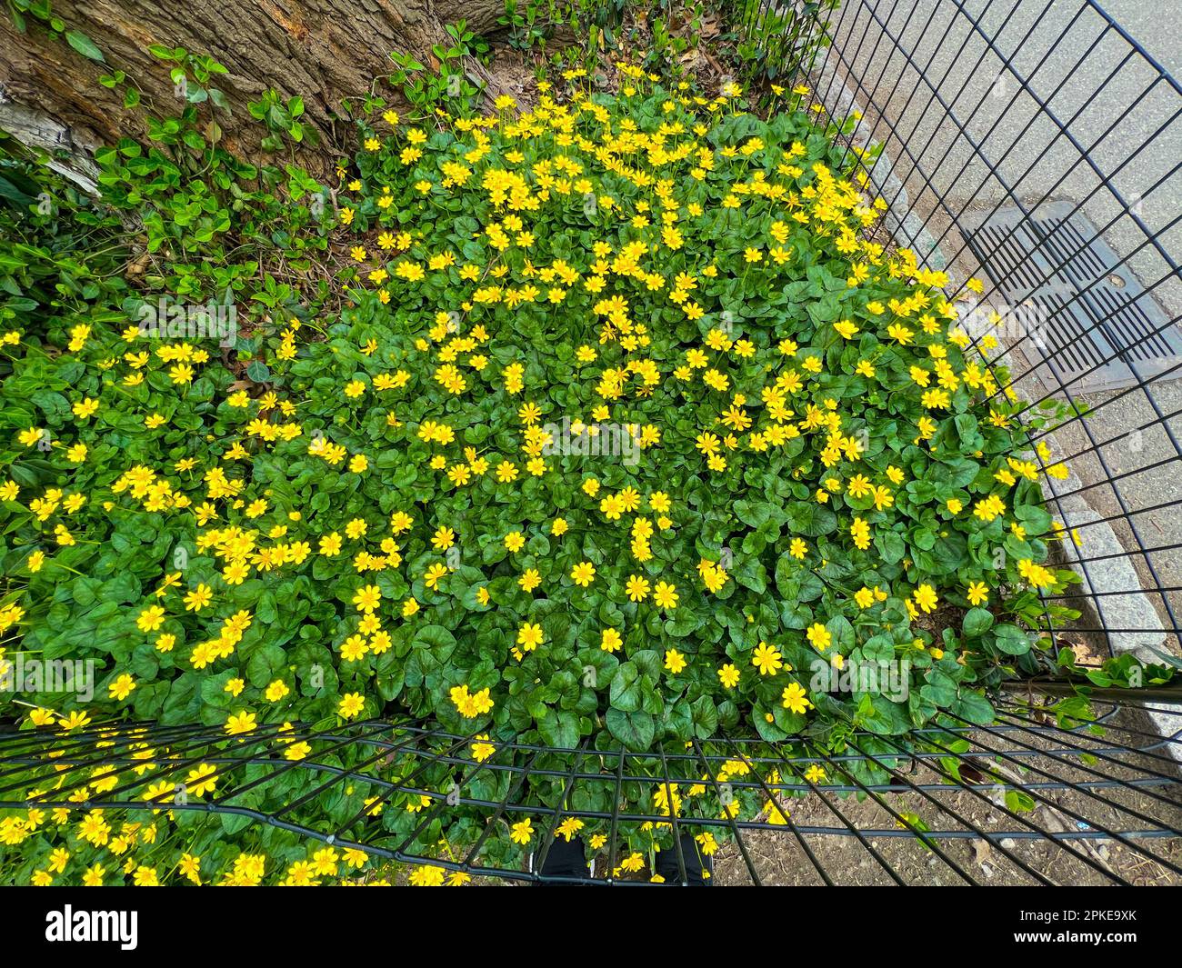 New York, NY, Stati Uniti. 6th Apr, 2023. I fiori sono visti fiorire a Central Park durante la stagione primaverile. (Credit Image: © Ryan Rahman/Pacific Press via ZUMA Press Wire) SOLO PER USO EDITORIALE! Non per USO commerciale! Foto Stock