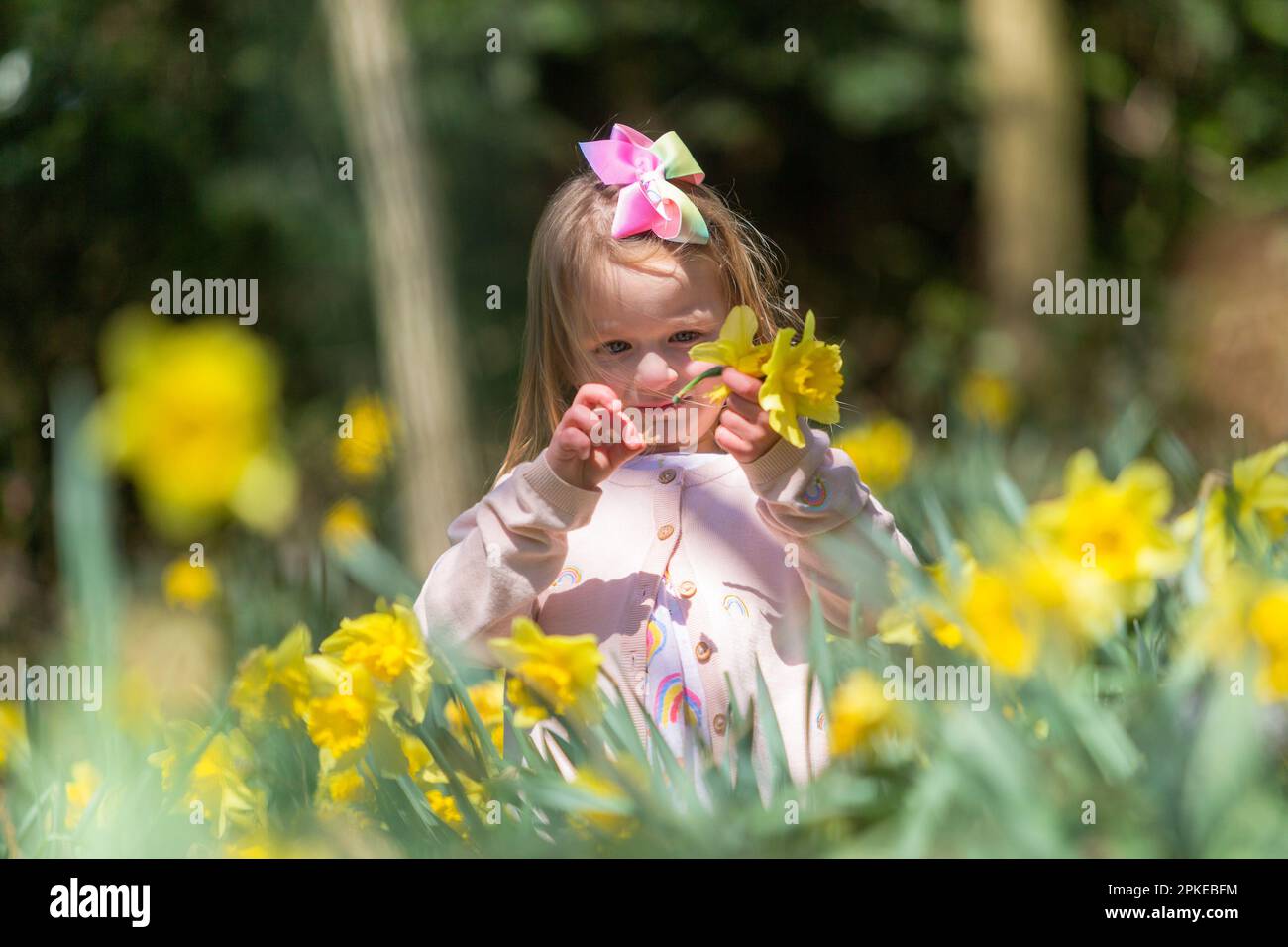 ragazza di 5 anni che gioca tra le narcisi primaverili Foto Stock