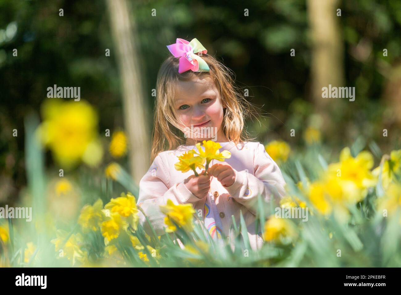 ragazza di 5 anni che gioca tra le narcisi primaverili Foto Stock